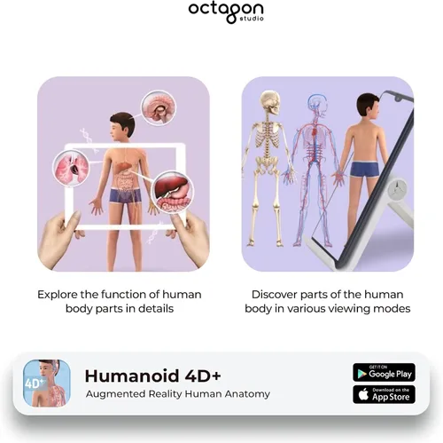 Vista 5 de Octagon Studio Tarjetas 4D humanoides para aprendizaje STEM en casa