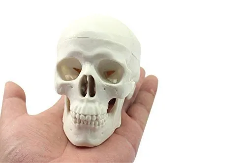 Vista 2 de Educación Mini Cráneo Humano Médico Cabeza Anatómica Hueso Cráneo Hueso