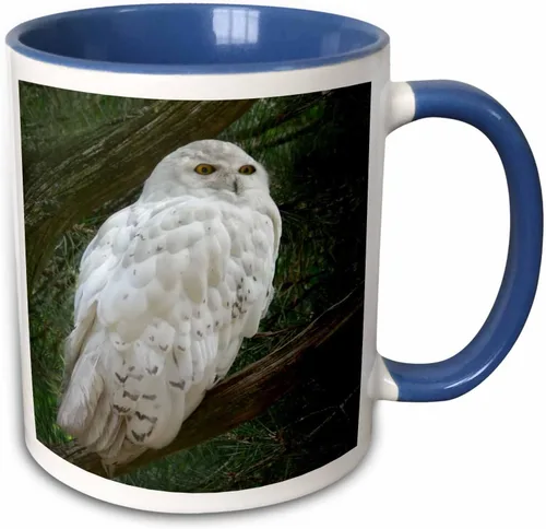 Vista 8 de 3dRose mug_154800_4 - Taza con diseño de búho blanco nieve posado en una rama contra un fondo verde, 11 onzas, color negro