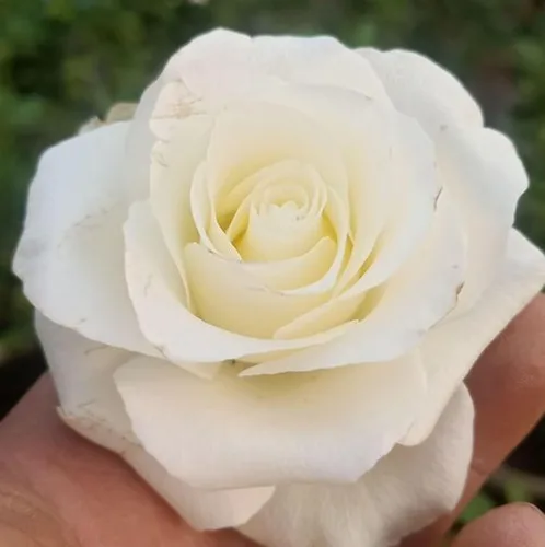 Vista 5 de 100 piezas de semillas de rosas mixtas exuberantes flores perennes arbusto rosa semillas de flores reliquia