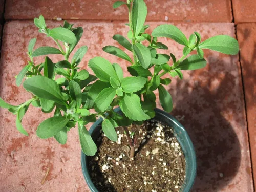 Vista 4 de 1107-Stevia, Hierba (Stevia rebaudiana) Semillas por Robsrareandgiantseeds UPC0764425787020 Sin OMG, orgánico, cultivador estadounidense