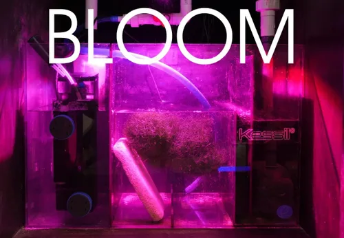 Vista 5 de Kessil Luz LED de cultivo de refugio de flora de atún H160