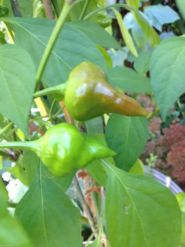 Vista 3 de Semillas de Pimiento Rojo Biquinho (Capsicum Chinense) Heirloom Brasileño 10 Semillas