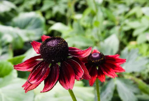 Vista 7 de 20 semillas de flores de Susan de ojos rojos y negros de cereza RUDBECKIA Hirta