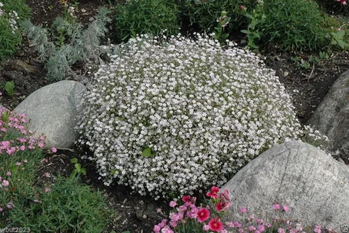 Vista 2 de 200 flores blancas de aliento de bebé rastrero, Gypsophila repens, perenne