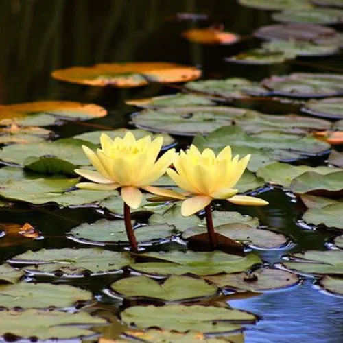 Vista 3 de Nymphaea Cena Amarillo Claro Resistente Lirio De Agua Rizoma Planta De Acuario Vivo BUY2GET1FREE