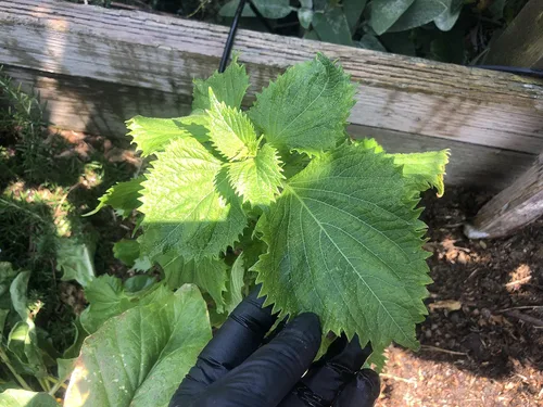 Vista 7 de 2 paquetes de Perilla Zi Su Green Shiso - 50 semillas por paquete