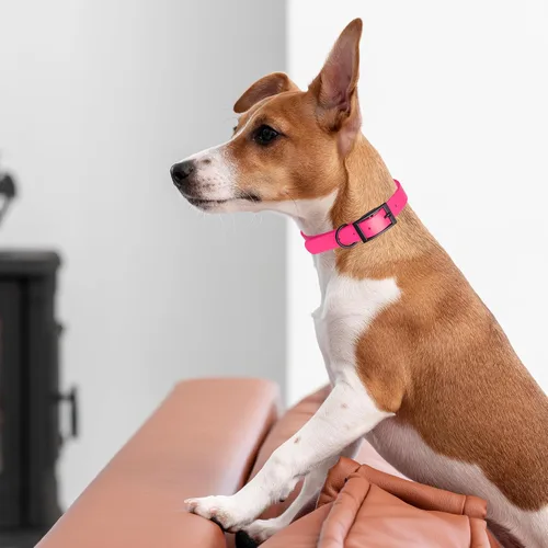 Vista 156 de Dogline Biothane - Collar impermeable para perro con hebilla de liberación rápida, resistente cincha de nailon recubierta con resistente y a prueba