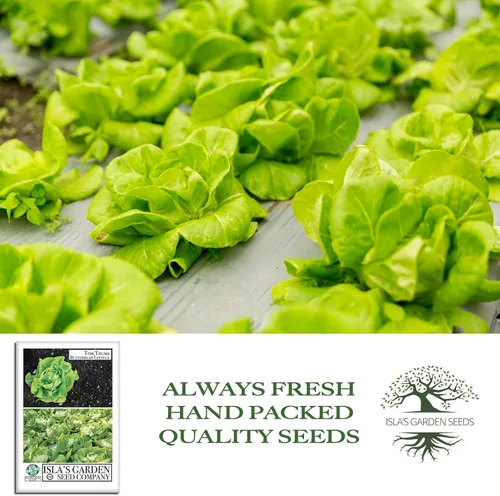 Vista 4 de Semillas de lechuga Tom Thumb Butterhead (Lactuca sativa) – Más de 1000 semillas tradicionales sin OMG de Isla's Garden Seeds, variedad compacta