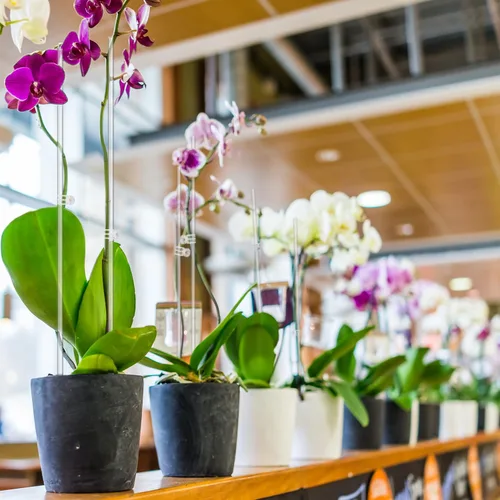 Vista 5 de Estacas para Plantas, Palos para Plantas 20 PCS Estacas de Soporte Acrílico Transparente para Plantas, 16 Pulgadas Estacas de Orquídea de Tallo