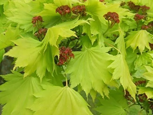 Vista 2 de Hoja de uva Fulmoon Arce japonés Vitifolium Planta viva de 2 años