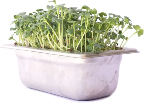 Vista 3 de Kit de cultivo de microgreens hidropónicos de acero inoxidable, kit hidropónico infinitamente reutilizable para semillas microverdes y semillas
