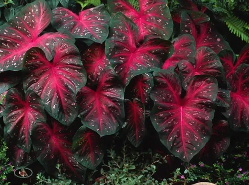 Vista 3 de Caladium Red Flash, (10 bombillas) Prospera en calor y humedad, orejas de elefante