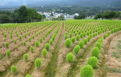 Vista 3 de 200 semillas de arbusto verde Kochia Scoparia/Arbusto ardiente/Arbusto Fireweed mexicano