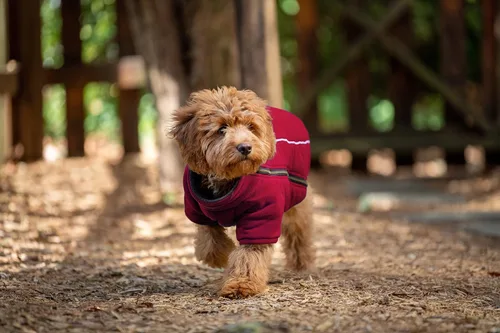 Vista 2 de BoxDog Chaqueta cálida de forro polar para perro en clima frío Chaquetas para perro talla XS, S, M, L, XL, XXL (S, rojo)