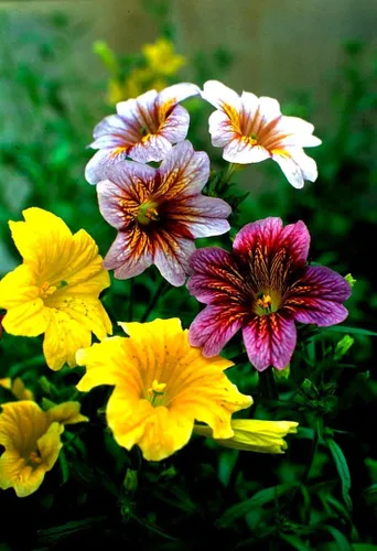 Vista 5 de Semillas Salpiglossis Seed Mix 800+ Semillas para Plantar Lengua Pintada Terciopelo Trompeta Flor Anual Flor