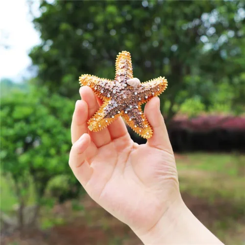 Vista 3 de Vals F estrella de mar Joyero con bisagras anillo con soporte pintado a mano figura coleccionable