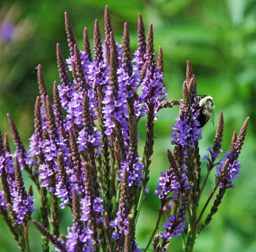 Vista 4 de Planta de verbena azul, hierba de verbena en maceta 4 inc. para plantar al aire libre en interiores de tu jardín