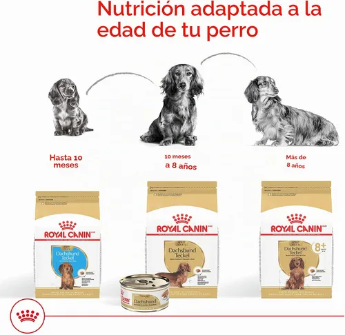 Vista 7 de ROYAL CANIN Dachshund Puppy - Alimento seco para perros, bolsa de 2.5