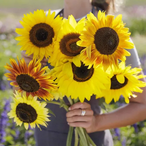 Vista 44 de Eden Brothers Semillas de girasol - Autumn Beauty
