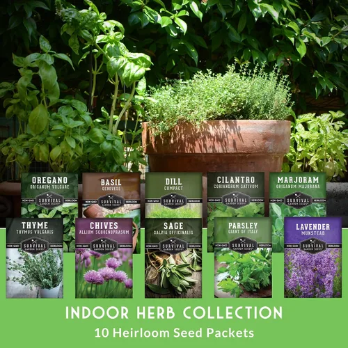 Vista 2 de Paquete variado de semillas de hierbas 10 hierbas culinarias para plantar – albahaca, cilantro, lavanda, eneldo, perejil, orégano, tomillo