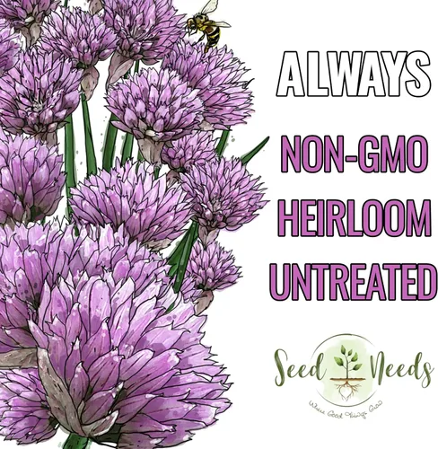 Vista 4 de Seed Needs Semillas de cebollino para plantar cebollino común, semillas de hierbas sin OMG y sin tratar para plantar un jardín de hierbas culinarias
