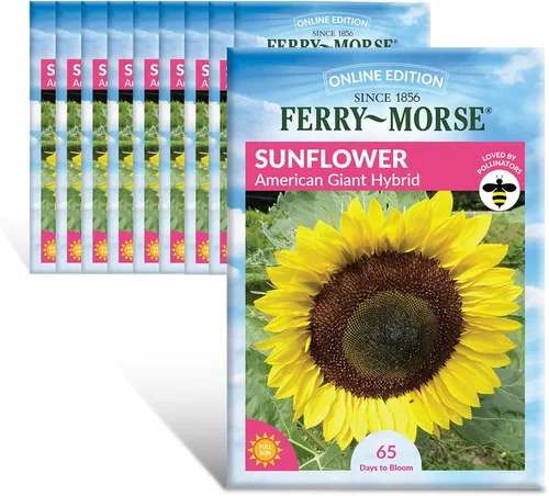 Vista 22 de Ferry-Morse Edición Online Bean Blue Lake Bush 274 Semillas Orgánicas Multipack – Paquete de 8