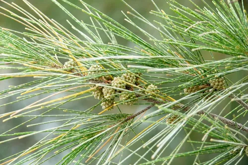 Vista 8 de Pine Tree Australian River Semillas Premium Casuarina cunninghamiana Plants'® (Semillas premium, 10)