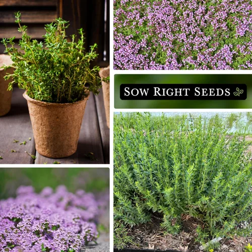Vista 4 de Sow Right Seeds - Colección de semillas de tomillo para plantar - Tomillo y tomillo rastrero - Combinación única de hierbas y flores para el jardín