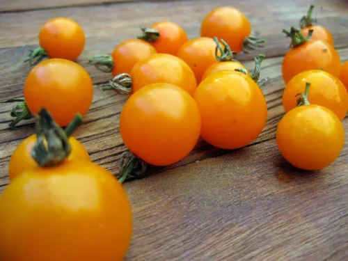 Vista 2 de Semillas Golden Cherry Tomate Indeterminado No GMO Vegetal para Plantar