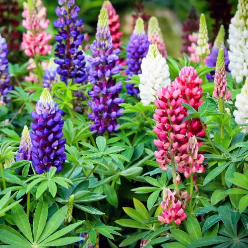 Vista 2 de Semillas Lupin Enano Mezcla de Flores Perennes para Plantar