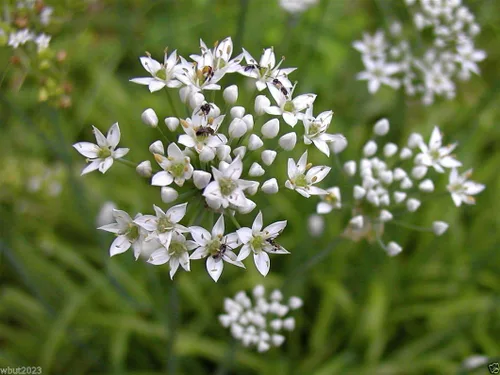 Vista 2 de 200 semillas de cebollino de ajo, orgánicas, (Allium Tuberosum) comestibles, flores, fragancias, hierbas
