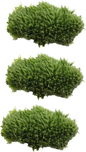 Vista 3 de Mipcase 3 piezas de plantas artificiales de musgo artificial para pecera, plantas artificiales para plantas de imitación para acuario, musgo