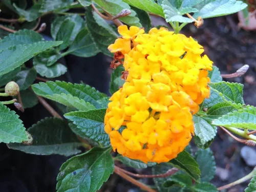 Vista 2 de Planta de Lantana Dorada, maceta de 2 pulgadas, flores Lantana para plantar