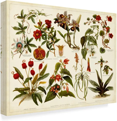 Vista 2 de Trademark Fine Art, Tabla de botánica tropical Ii de 14x19 pulgadas por Meyers