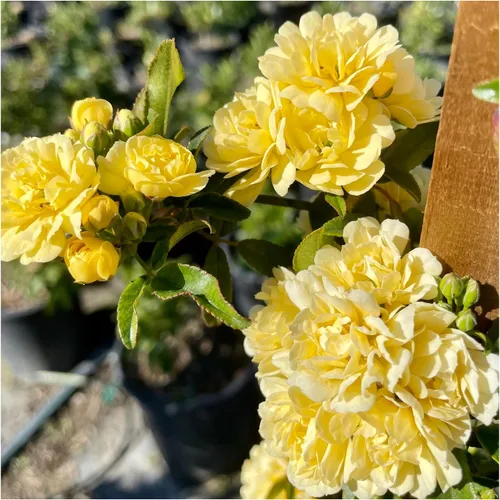 Vista 7 de Lady Banks - Rosa trepadora, flores amarillas, vid de doble floración (5 galones/juego de dos)