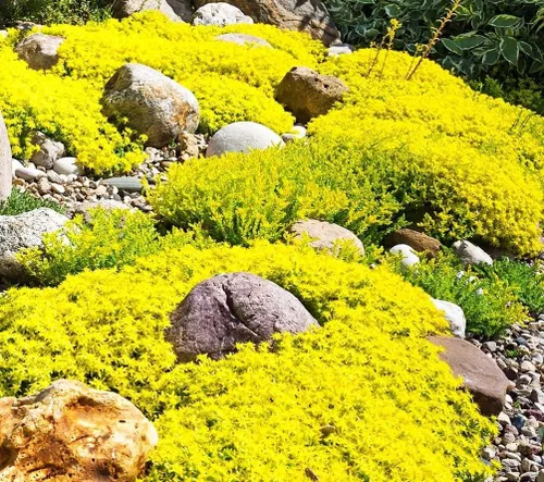 Vista 5 de 5000+ Mix Magic Creeping Thyme Seeds Cubierta de tierra para plantar semillas de tomillo