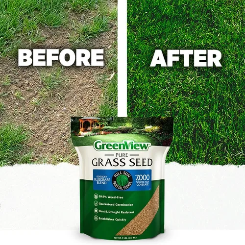 Vista 5 de GreenView Pure Grass Seed Kentucky Bluegrass Blend, bolsa de 3 libras Fill bare spots fast, bluegrass seed for sun and light shade, overseeding