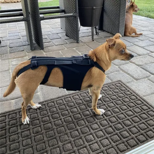 Vista 2 de Jiawu Soporte de espalda para perro, soporte de espalda para mascotas, protector de espalda de perro para artritis, recuperación quirúrgica espinal