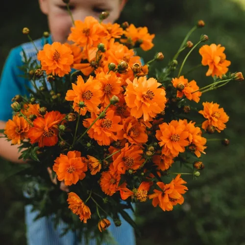 Vista 3 de Cosmos de azufre de naranja enana – 250 semillas – Hermosas flores de color naranja brillante, ideal para arreglos, atrae polinizadores semillas