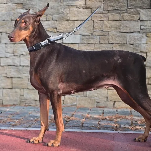 Vista 6 de Martingale - Juego de collar y correa para perro, para caminar, jugar, entrenar, collares reflectantes ajustables con correa para perros pequeños