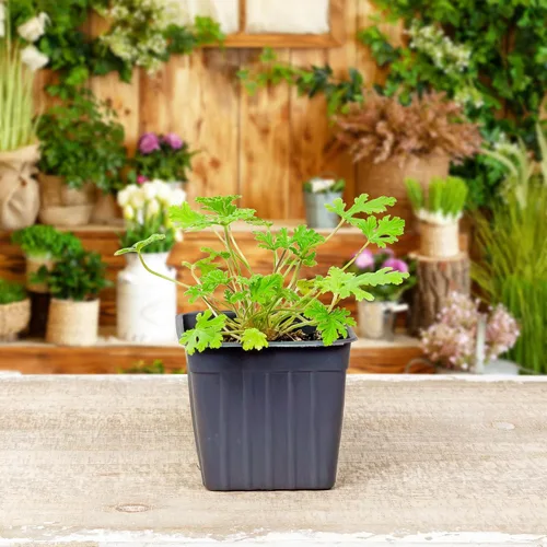 Vista 8 de Plantas vivas de geranio de citronela (paquete de 2); plantas en maceta perfumadas de citronela Pelargonium