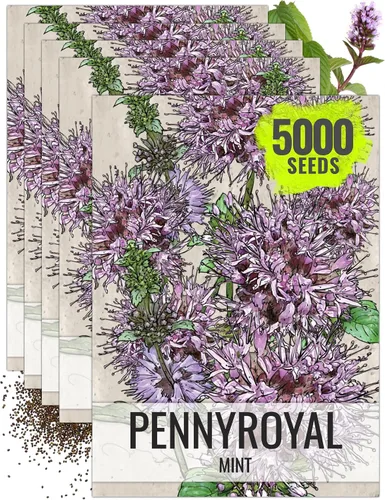 Vista 8 de Seed Needs, Pennyroyal - Semillas de menta – 1000 semillas tradicionales para plantar mentha pulegium – Hierba medicinal sin OMG y sin tratar