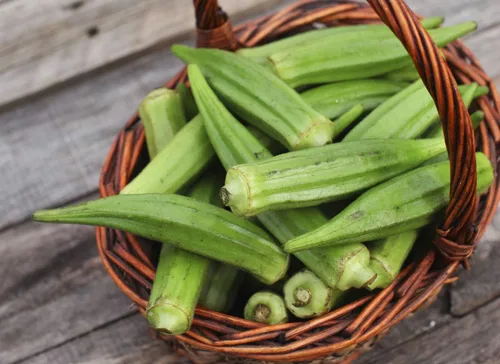 Vista 2 de Semillas Verde Okra Bamia (Dedo de Señora) Vegetales sin OMG para plantar