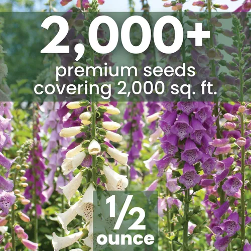 Vista 2 de Foxglove - Colores mixtos - 2,000 semillas para plantar - Temporada 2026 - Bolsa de 1/2 onza