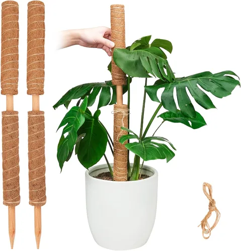 Vista 8 de Pisol Poste de musgo para plantas Monstera, soporte extensible para palitos
