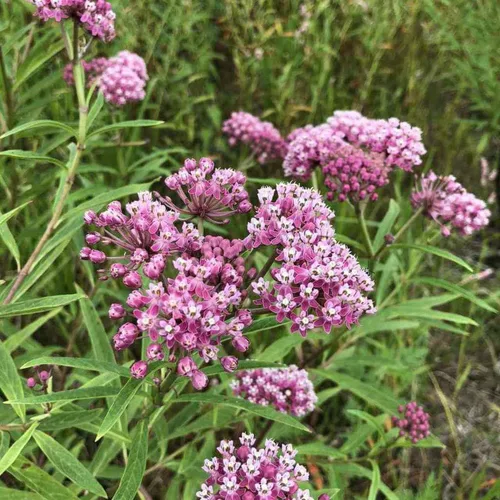 Vista 2 de Planta de algodoncillo de pantano Planta de algodoncillo rosa vivo Asclepias Incarnata Starter Plant Butterfly