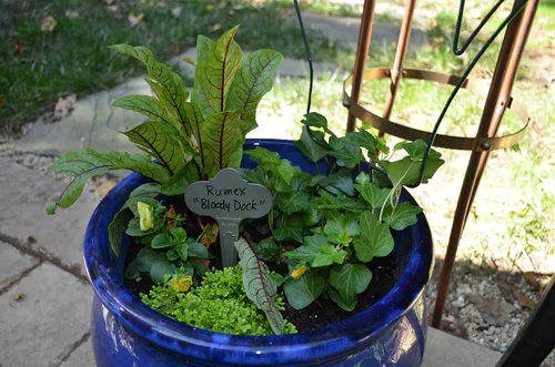 Vista 3 de Bosmere Wren Professional - Etiquetas reutilizables para plantas de acero inoxidable de 6.5 pulgadas, paquete de 12