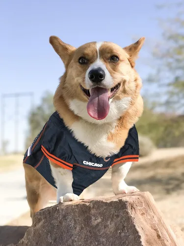 Vista 4 de Pets First NFL Pets NFL Jerseys Chicago Bears