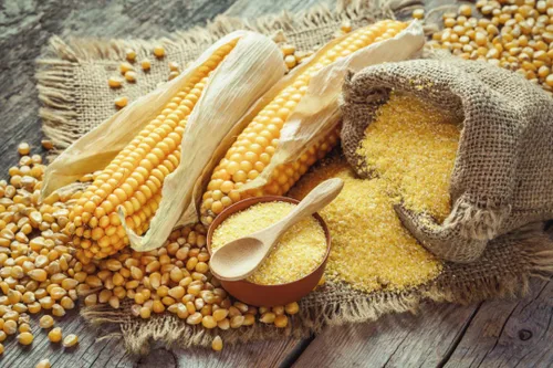 Vista 3 de Granos de palomitas de maíz orgánicos sin reventar, sin OMG, veganos crudos a granel (2 libras)